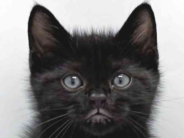 京都府のアメリカンショートヘアー (ひごペットフレンドリー京都店/2025年9月3日生まれ/男の子/ブラック)の子猫の1枚目の画像