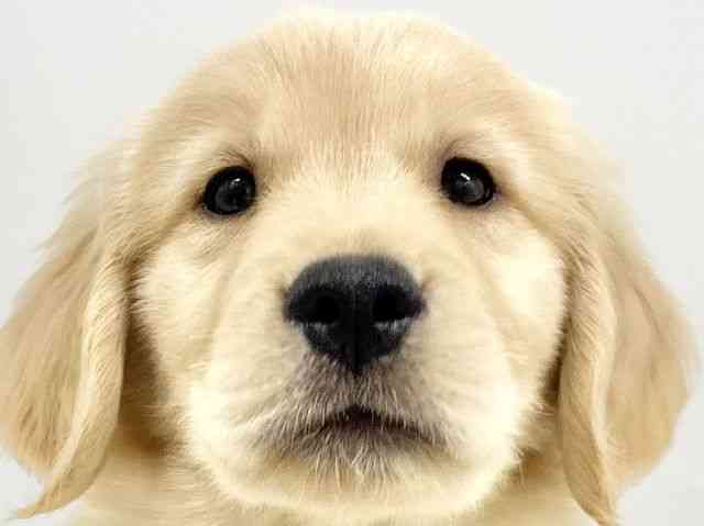 大阪府のゴールデンレトリバー (ひごペットフレンドリーイオンタウン豊中庄内店/2025年9月1日生まれ/女の子/ゴールデン)の子犬