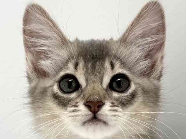 大阪府のソマリ (ひごペットフレンドリーくずはモール店/2025年8月20日生まれ/女の子/ブルー)の子猫