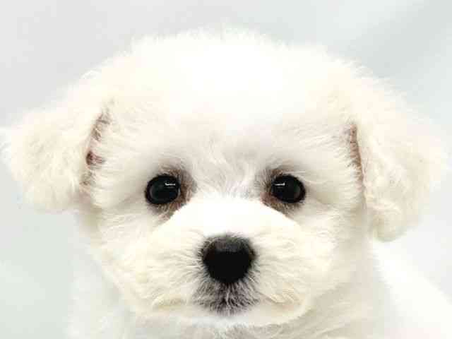 大阪府のビションフリーゼ (ひごペットフレンドリーイトーヨーカドー津久野店/2025年9月1日生まれ/男の子/ホワイト)の子犬