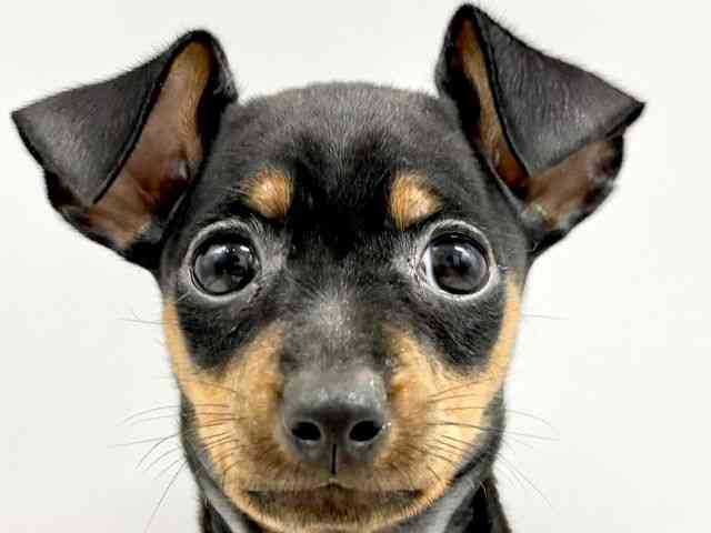 大阪府のミニチュアピンシャー (ひごペットフレンドリーイオンタウン豊中庄内店/2025年8月25日生まれ/女の子/ブラックタン)の子犬