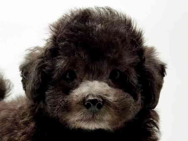 兵庫県のトイプードル(トイ) (ひごペットフレンドリーコロワ甲子園店/2025年9月1日生まれ/男の子/シルバー)の子犬の1枚目の画像