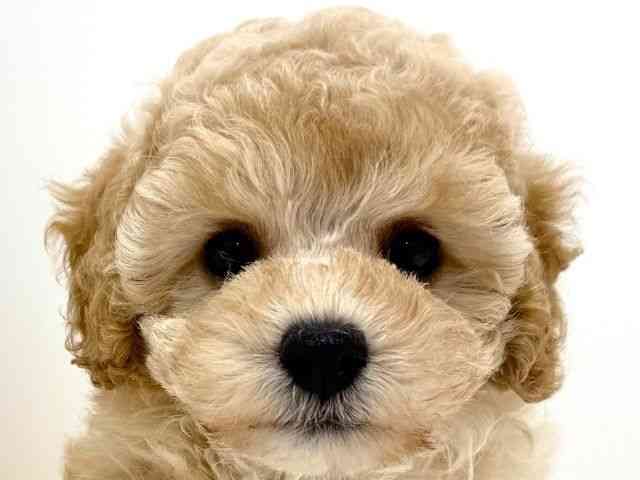 大阪府のトイプードル(トイ) (ひごペットフレンドリーくずはモール店/2025年8月27日生まれ/女の子/クリーム)の子犬の1枚目の画像