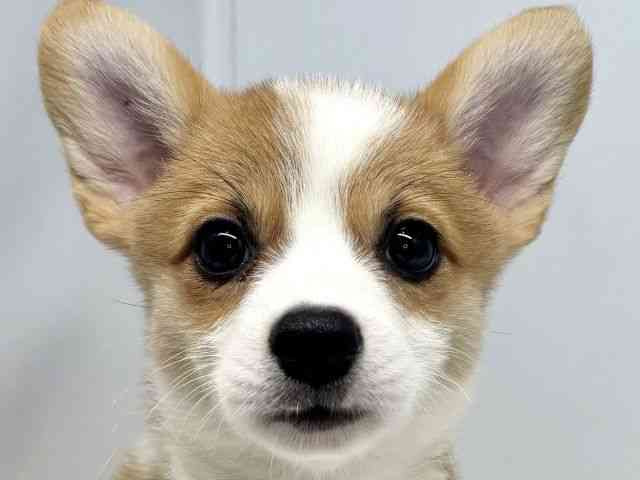 大阪府のウェルシュコーギーペンブローク (ひごペットフレンドリーセブンパーク天美店/2025年8月31日生まれ/女の子/レッドホワイト)の子犬の1枚目の画像