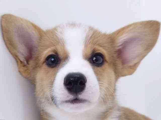 大阪府のウェルシュコーギーペンブローク (ひごペットフレンドリーいこらもーる泉佐野店/2025年8月31日生まれ/男の子/レッドホワイト)の子犬