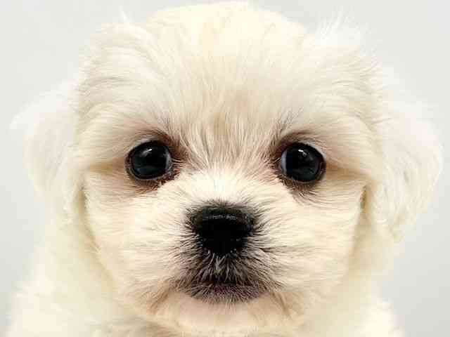 大阪府のハーフ犬・ミックス犬 (ひごペットフレンドリーイオンタウン豊中庄内店/2025年9月2日生まれ/女の子/ホワイト)の子犬