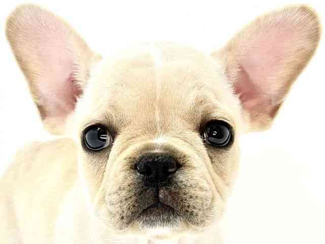 大阪府のフレンチブルドッグ (ひごペットフレンドリーいこらもーる泉佐野店/2025年8月29日生まれ/女の子/クリーム)の子犬