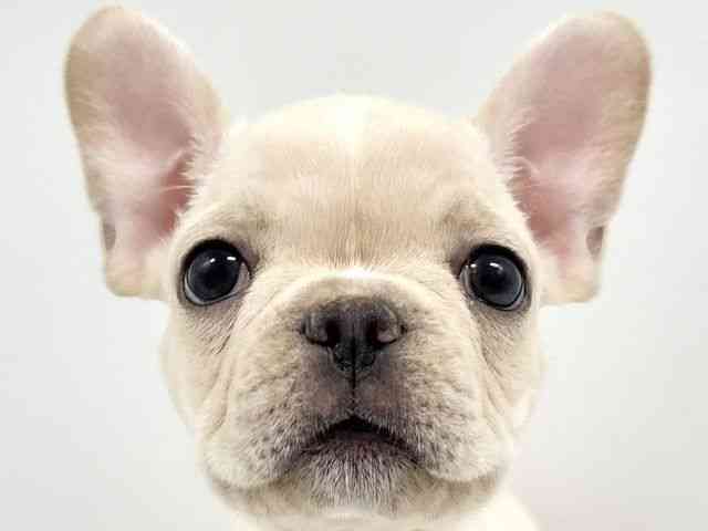 大阪府のフレンチブルドッグ (ひごペットフレンドリーイオンタウン豊中庄内店/2025年8月29日生まれ/男の子/クリーム)の子犬