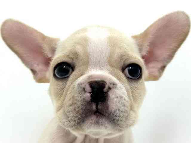 大阪府のフレンチブルドッグ (ひごペットフレンドリーベルファ2都島店/2025年8月29日生まれ/男の子/クリーム)の子犬