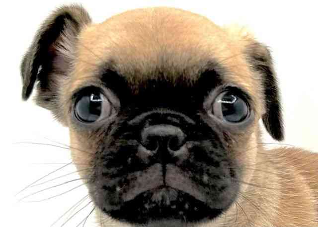 島根県のチワパグ/パグチー(チワワ×パグ) (ひごペットフレンドリーイオン松江ショッピングセンター店/2025年9月2日生まれ/男の子/フォーン)の子犬の1枚目の画像