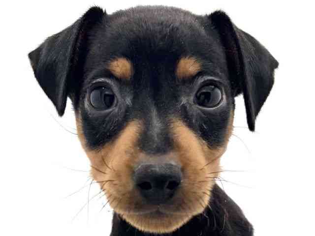 兵庫県のミニチュアピンシャー (ひごペットフレンドリークラウンパーク伊丹店/2025年9月3日生まれ/女の子/ブラックタン)の子犬の1枚目の画像