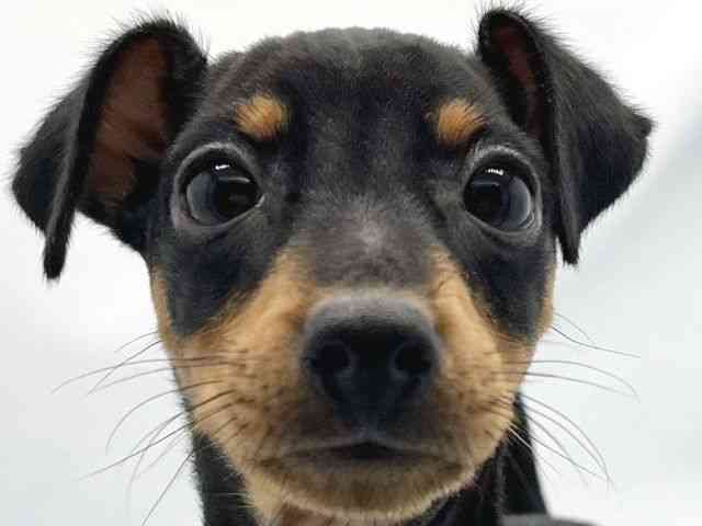 大阪府のミニチュアピンシャー (ひごペットフレンドリーイトーヨーカドー津久野店/2025年8月26日生まれ/女の子/ブラックタン)の子犬