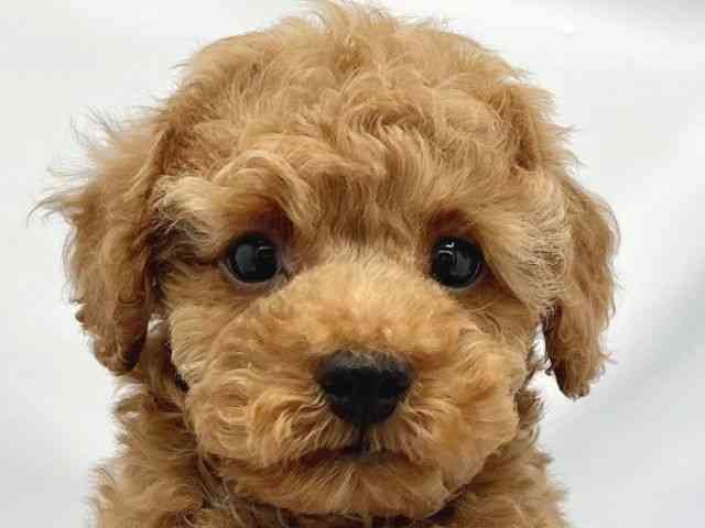 大阪府のトイプードル(トイ) (ひごペットフレンドリーイトーヨーカドー津久野店/2025年9月3日生まれ/男の子/オレンジフォーン)の子犬