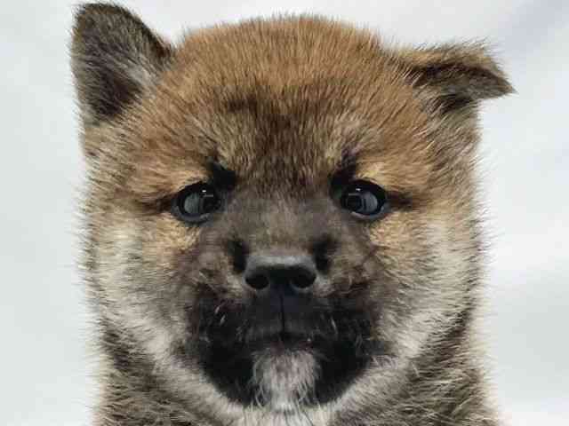 大阪府の柴犬(標準サイズ) (ひごペットフレンドリーイトーヨーカドー津久野店/2025年9月4日生まれ/男の子/赤)の子犬