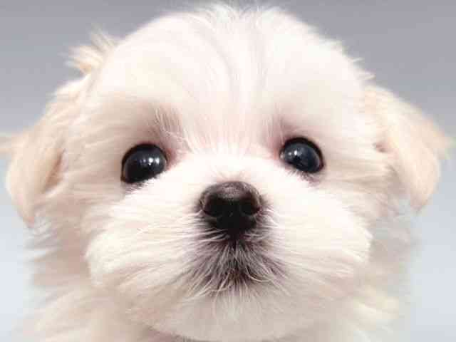 大阪府のマルチーズ (ひごペットフレンドリー岸和田店/2025年9月1日生まれ/女の子/ホワイト)の子犬