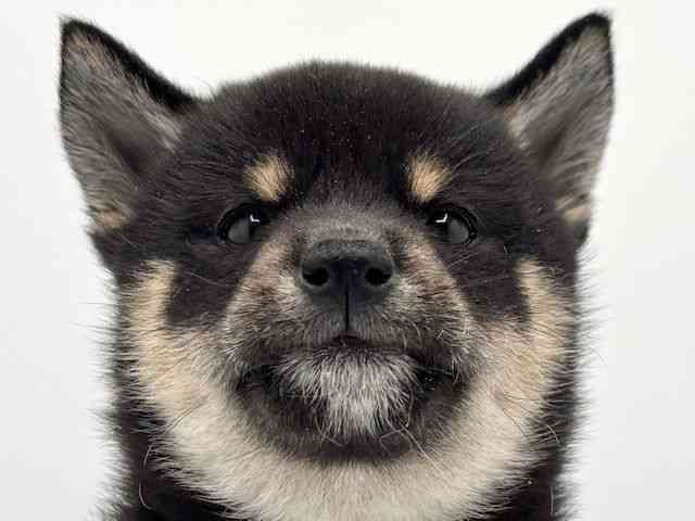 大阪府の柴犬(標準サイズ) (ひごペットフレンドリーみのおキューズモール店/2025年9月4日生まれ/女の子/黒)の子犬