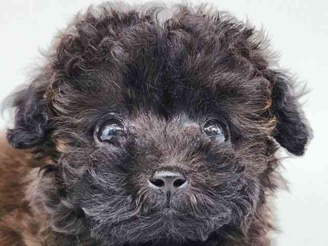 大阪府のトイプードル(トイ) (ひごペットフレンドリー泉ヶ丘店/2025年8月20日生まれ/女の子/ブリンドル)の子犬の1枚目の画像