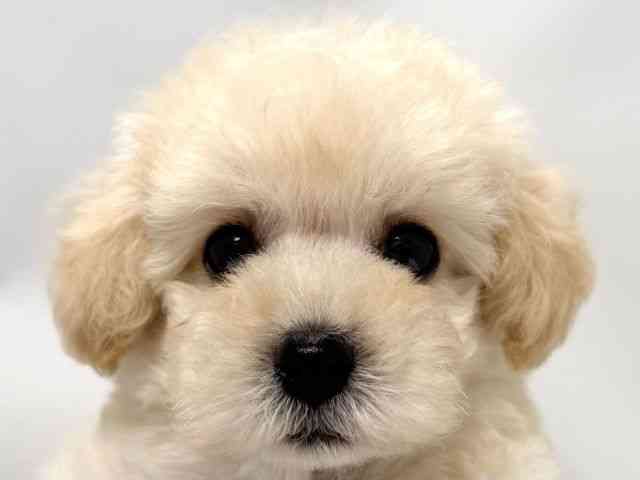 大阪府のトイプードル(トイ) (ひごペットフレンドリー堺プラットプラット店/2025年9月4日生まれ/男の子/クリーム)の子犬