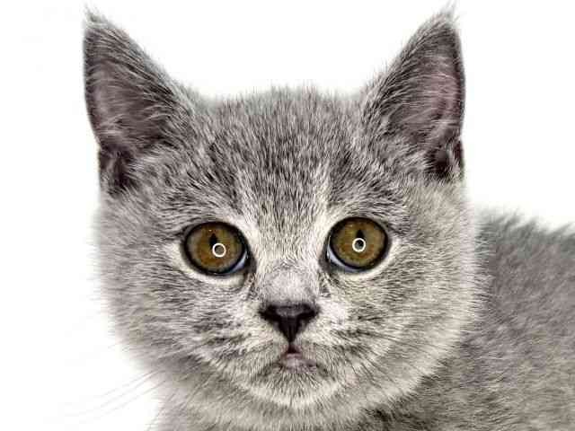 大阪府のブリティッシュショートヘアー (ひごペットフレンドリーいこらもーる泉佐野店/2025年8月28日生まれ/女の子/ブルー)の子猫