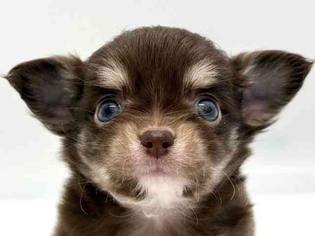 京都府のチワワ(ロング) (ひごペットフレンドリー京都店/2025年9月6日生まれ/男の子/チョコレートタンホワイト)の子犬の1枚目の画像