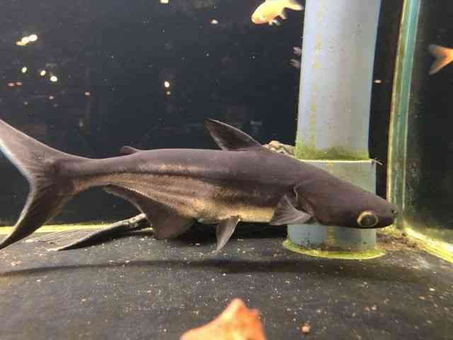 その他 古代魚 大型魚 ひごペット スマホ 近畿一円 ペットショップ ひごペットフレンドリー 大阪 兵庫 奈良 京都 和歌山 犬猫ペット の事ならおまかせ