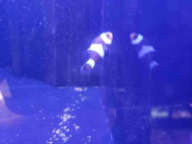 その他（海水魚（その他）） | ひごペット(スマホ):近畿一円 ペット ...