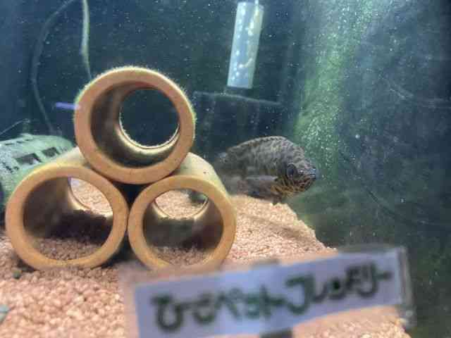 Nem|}