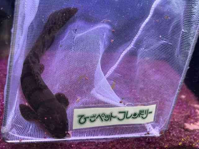 fwWB