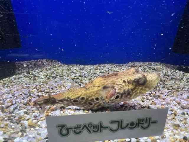 ̑iDtOj