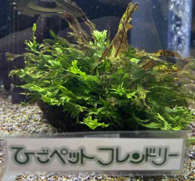 ȋj