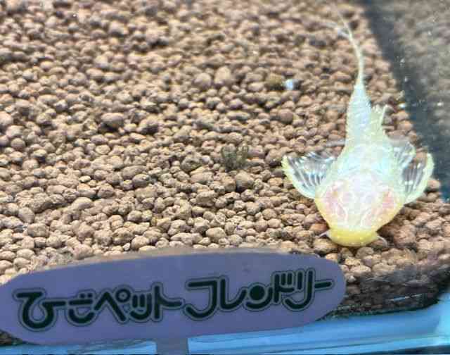 ̑iE^j