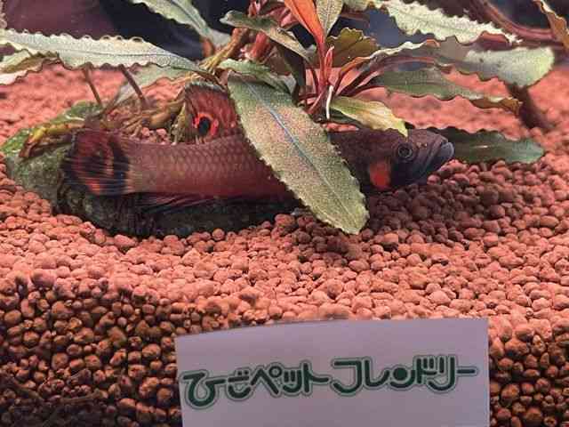 Chx^