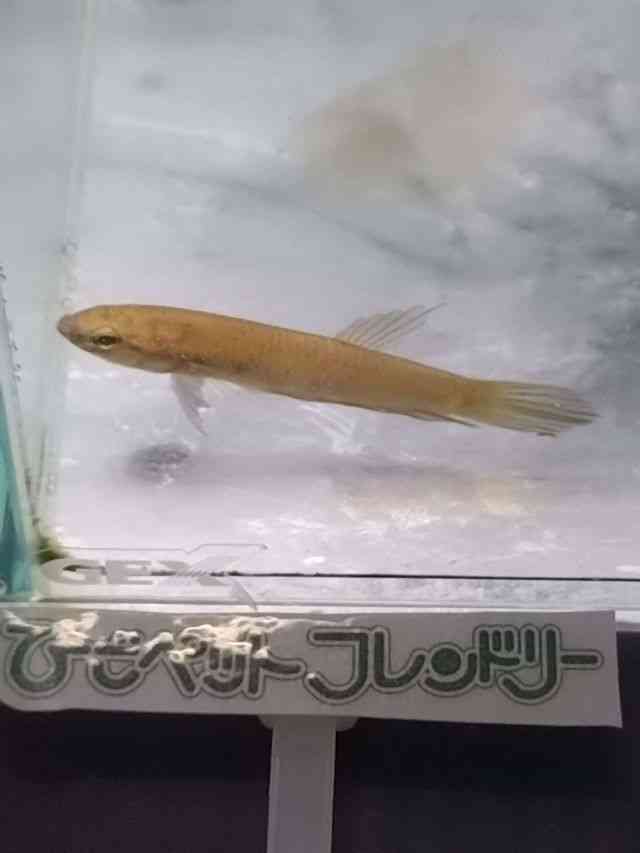 Chx^