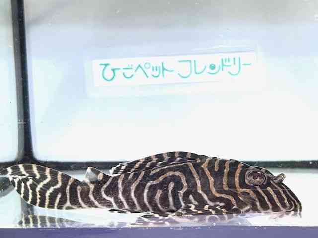 yReBA