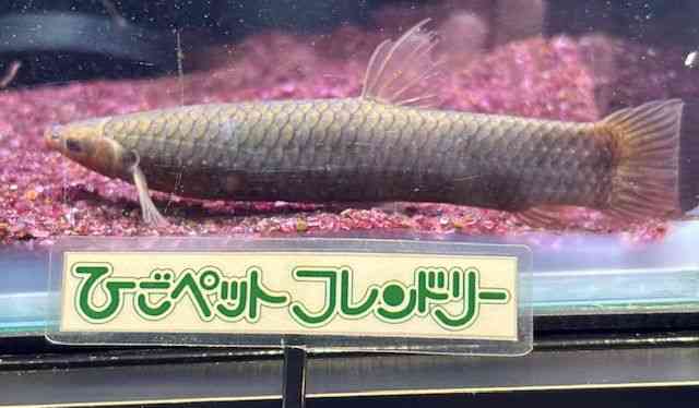 ̑iÑ㋛E^ȋjj