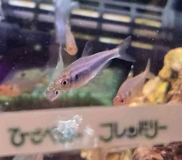 ̑i^E^j