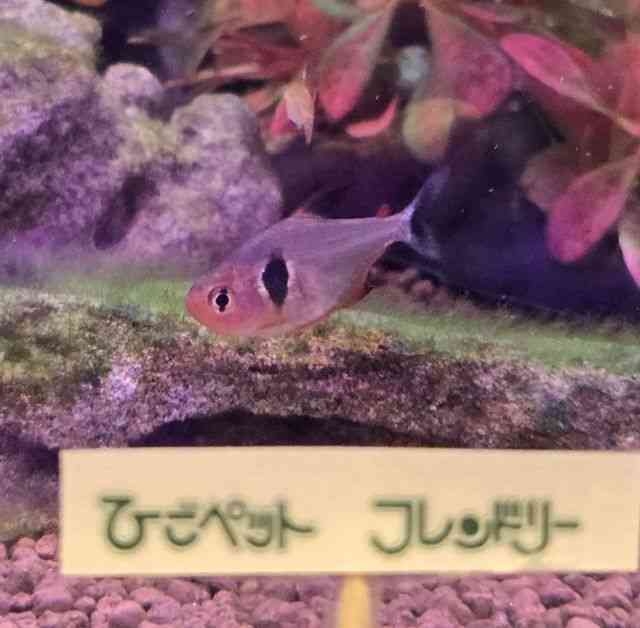 ̑i^E^j