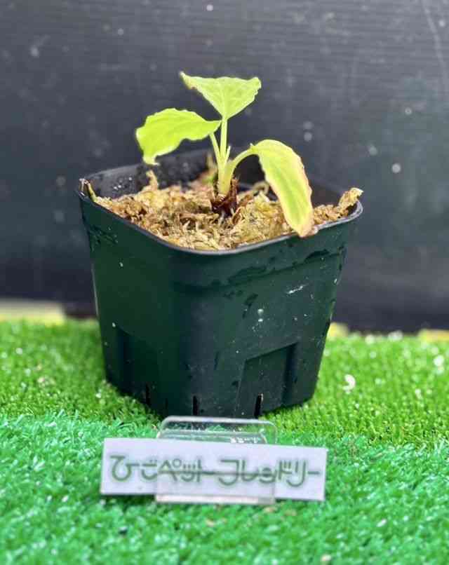 ϗtA