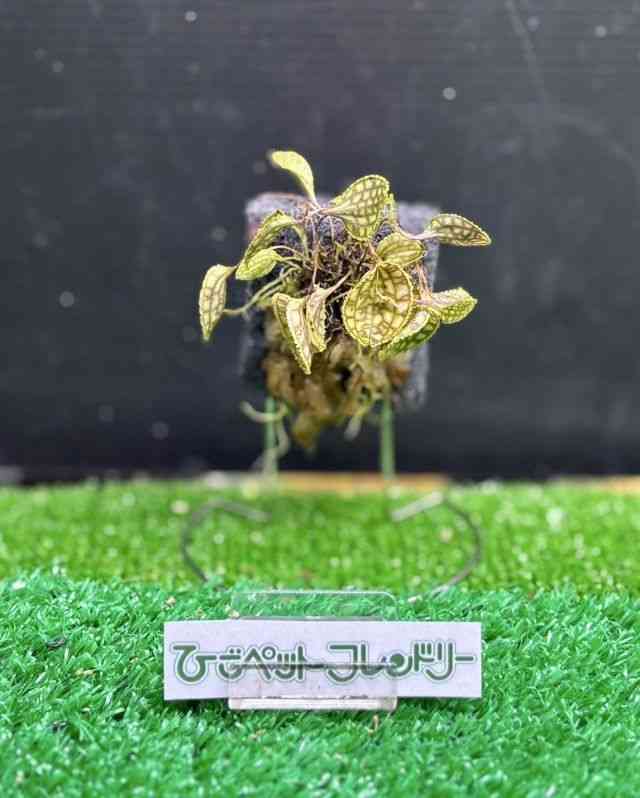 ϗtA