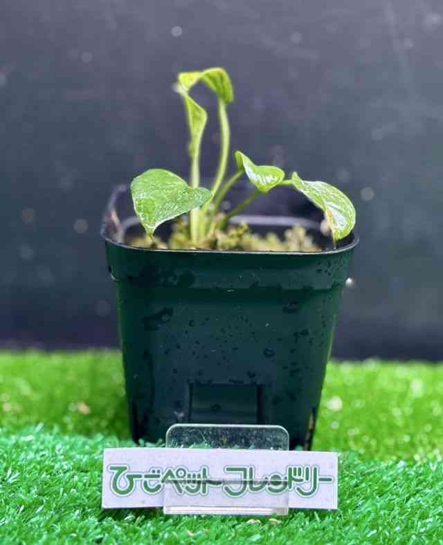 ϗtA