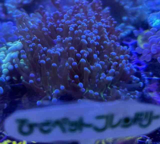 \tgR[