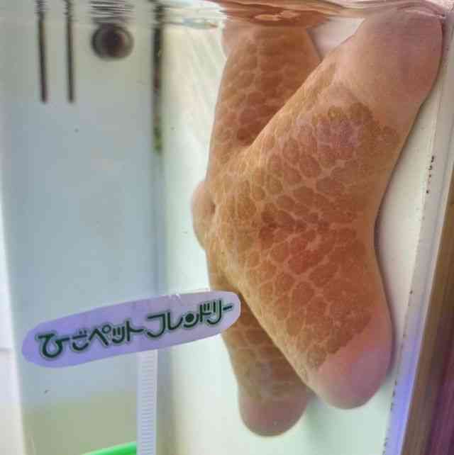 ̑iqgfj