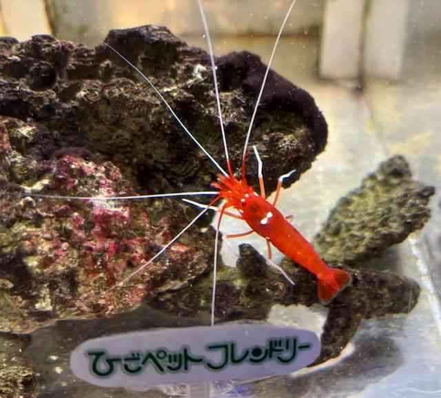 ̑iCnbkށj