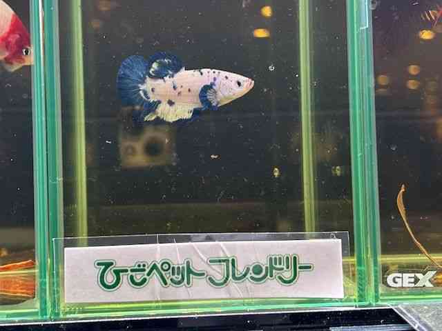 ̑ix^j