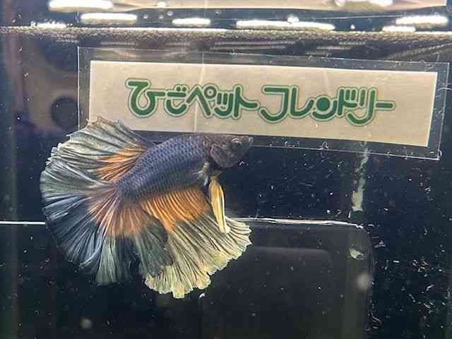̑ix^j