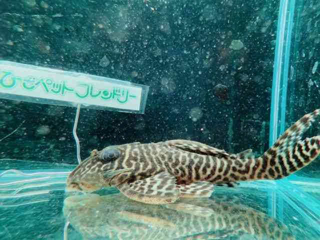 yReBA