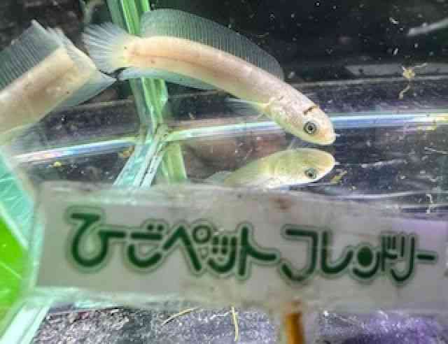 RE^C