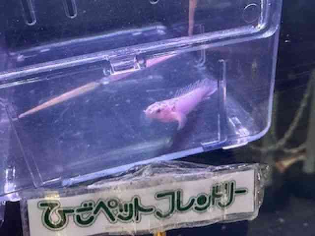 fwWB