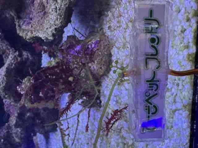 ̑iCȋjj