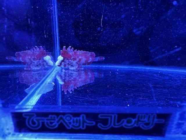 ̑iCȋjj